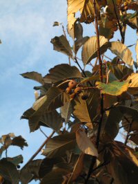 Sorbus vestita